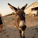 Homnest - Loge Insolite Au Coeur D'un Ranch - Balade A Cheval Semesterbostad