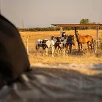 Homnest - Loge Insolite Au Coeur D'un Ranch - Balade A Cheval Semesterbostad