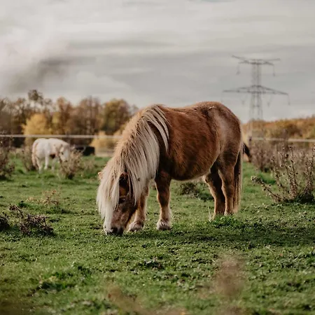 Homnest - Loge Insolite Au Coeur D'un Ranch - Balade A Cheval Nyaraló