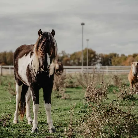 Homnest - Loge Insolite Au Coeur D'un Ranch - Balade A Cheval * Espinasse-Vozelle