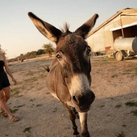 Homnest - Loge Insolite Au Coeur D'un Ranch - Balade A Cheval Holiday home