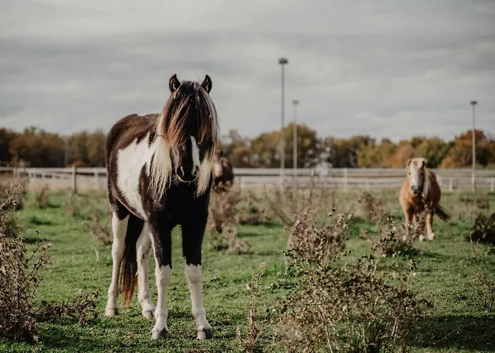 Homnest - Loge Insolite Au Coeur D'un Ranch - Balade A Cheval * Espinasse-Vozelle