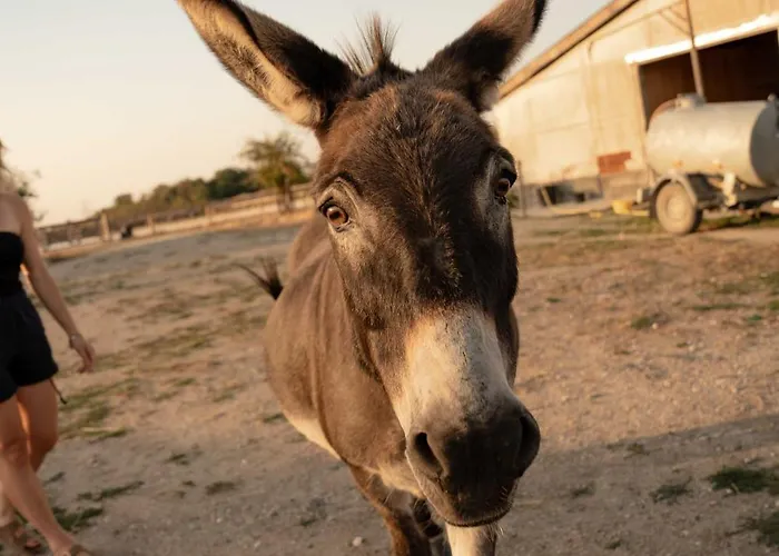 Homnest - Loge Insolite Au Coeur D'un Ranch - Balade A Cheval Σπίτι διακοπών